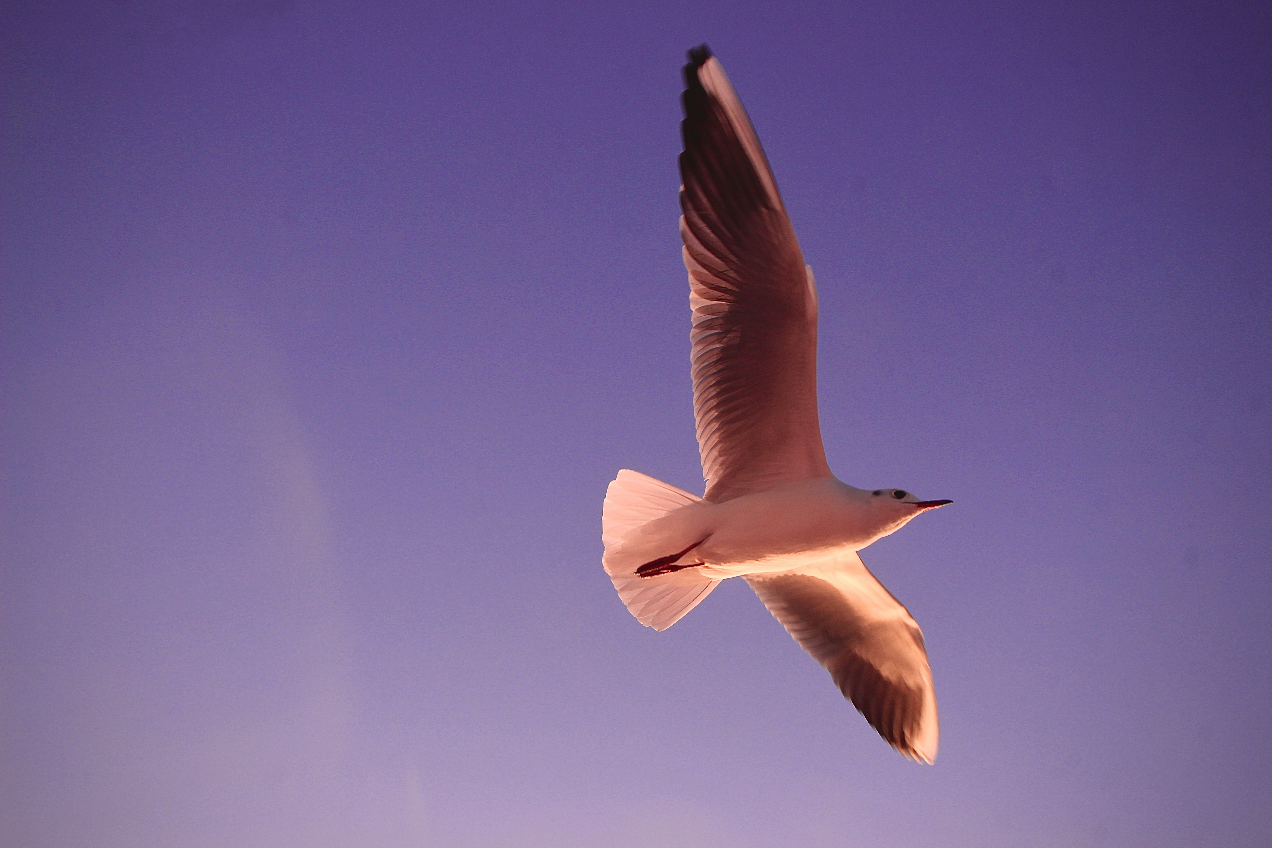 Foto van een vrijheidsvogel